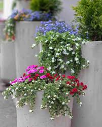 Image result for Sutera floribunda