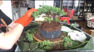 Maintaining your juniper bonsai is a fun way to get to know your bonsai and understand how it grows. 3 Minute Japanese Garden Juniper Nana Bonsai Youtube