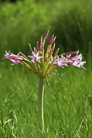 Image result for Brunsvigia radulosa