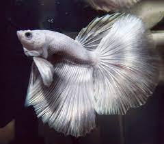 Buying rare platinum betta fish and new aquarium set up! Platinum White Hm Betta Aquariums