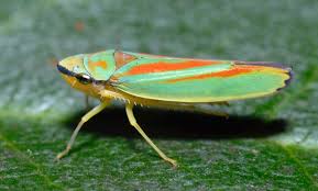 Image result for Kyllingiella microcephala