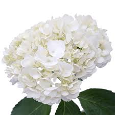 Maybe you would like to learn more about one of these? White Hydrangea Flowers Globalrose