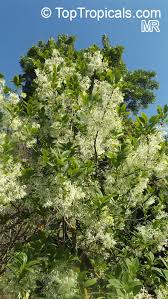 Image result for Chionanthus