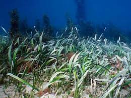 Check spelling or type a new query. About Aquatic Habitats