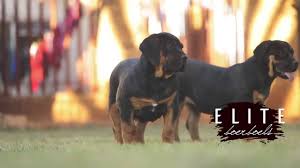 Looking for boelboel puppies r 1,500. Black And Tan Boerboel Puppies Youtube
