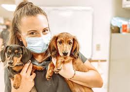 Find 4,132 traveler reviews, 1,333 candid photos, and prices for 18 pet friendly hotels in kalamazoo, michigan, united states. Sprinkle Road Veterinary Clinic Kalamazoo Veterinary Hospital