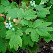 Image result for Blue Cohosh