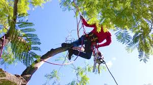 Maybe you would like to learn more about one of these? Tree Removal Cost 2020 Average Prices Near Me
