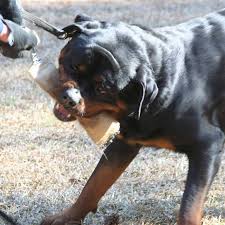 Akc with outstanding pedigree rottweiler pups 933.76 miles. German Rottweiler S Home Facebook
