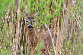 Velg blant mange lignende scener. Page 9 Royalty Free Hiding Photos Pikist