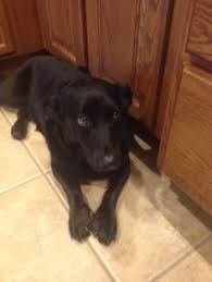 Corgi Dog Black And Brown Worlds Best Dog Basset Hound Lab Mix Corgi Lab Mix Lab Mix Puppies Corgi Mix