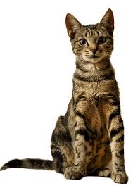 Sign up for our pet alerts to be notified when cats who fit your criteria go up for adoption. Adopt A Cat Baltimore Humane Society