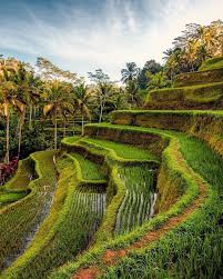  Lush Rice Terraces Make Up The Cultural Landscape Of Bali Tlpicks Courtesy Of Swedishnomad Cultural Landscape Landscape Rice Terraces