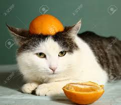 Stöbere durch alle katzennamen und finde einen namen für deine katze! Katze In Lustige Orange Mutze Close Up Foto Lizenzfreie Fotos Bilder Und Stock Fotografie Image 65776049