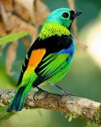 Birds Of A Feather Movie 2020 Pin By Huma Khan On Muhtesem Canlilar In 2020 Beautiful Birds Birds Colorful Birds