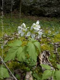 Image result for Cardamine obliqua