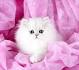 Persian cat - Price, Personality, Lifespan