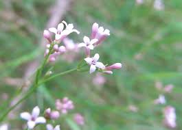 Image result for Afrocanthium pseudorandii