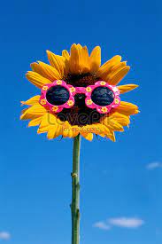 39 gambar sketsa bunga indah sakura mawar melati matahari. Bunga Matahari Memakai Kacamata Hitam Gambar Unduh Gratis Foto 501470160 Format Gambar Jpg Lovepik Com