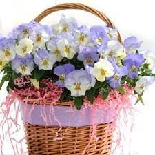 Cool Wave Frost Pansy Seeds Pansies For Containers Pansies Flower Seeds Flower Arrangements