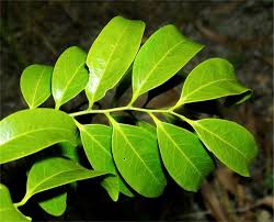 Image result for Opilia amentacea