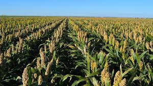 Image result for Sorghum