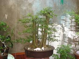 Formal upright, informal upright, windswept, etc. Streblus Asper Clump Style And Other Forest Style Material