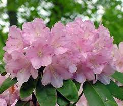 Rhododendron Bravo Has Pink Flowers With Sparse Brown Spotting It Is Cold Tolerant To 25 F 32 C Rhododendron Plant Flowering Trees Rhododendron