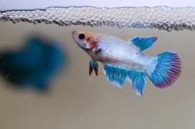 How To Breed Betta Fish Expert A To Z Guide All You Need To Know