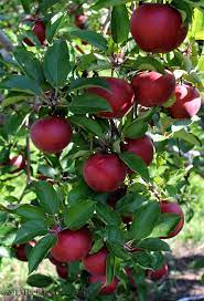 Celebrate National Apple Month Fruit Plants Fruit Garden Fruit Trees