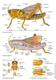 They are among what is probably the most ancient living group of chewing herbivorous insects. Grasshopper External Anatomy Anatomy Drawing Diagram
