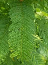 Image result for Acacia davyi