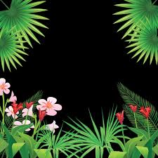 Tropical Flowers Tropical S Tropical S Png And Vector With Transparent Background For Free Download Tropical Flowers Flower Frame Tropical