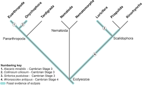 We did not find results for: Ecdysis In A Stem Group Euarthropod From The Early Cambrian Of China Scientific Reports