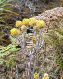 Image result for Helichrysum nitens
