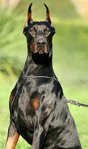 Dobermann Beautiful Dogs Doberman Pinscher Doberman