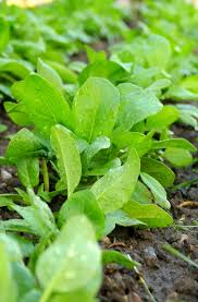 Check spelling or type a new query. Spinach Sowing Growing And Harvesting Spinach