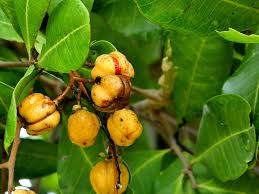 Image result for Cupaniopsis