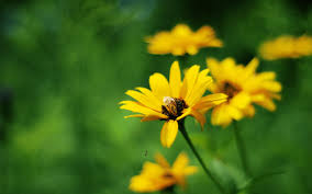 Download our exclusive summer flowers phone and desktop wallpaper from artist and photographer, cristina colli! Yellow Summer Flowers Wallpaper Nature And Landscape Wallpaper Better