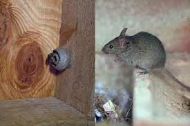 Image result for organisms and their environment