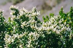 Image result for Commicarpus pilosus