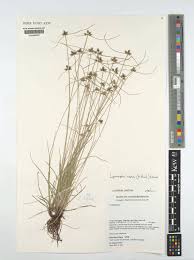 Image result for Lipocarpha