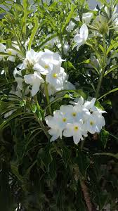 Plumeria Pudica Plumeria Pudica Plants Spring Beauty