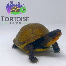 3 Toed Box Turtles For Sale Online Baby 3 Toe Box Turtle Hatchlings For Sale