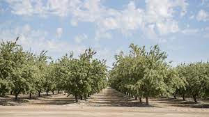 Enjoy your private sanctuary that's close to northern california highlights like the beach, san francisco, silicon valley. Are Pistachios The Nut Of The Future Grist