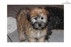 Gorgeous Akc Female Wheaten Soft Coated Wheaten Terrier Wheaten Terrier Wheaten Terrier Puppy