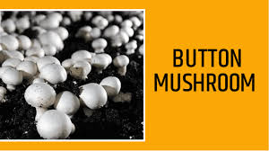 This video is help you , how. Complete Guide Of Profitable Mushroom Cultivation In India Process Growth