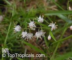 Image result for Asparagus radiatus