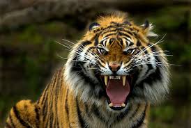 roaring tiger