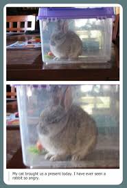 I Present You Angry Rabbit Funny Animals Cute Funny Animals Funny Cute
